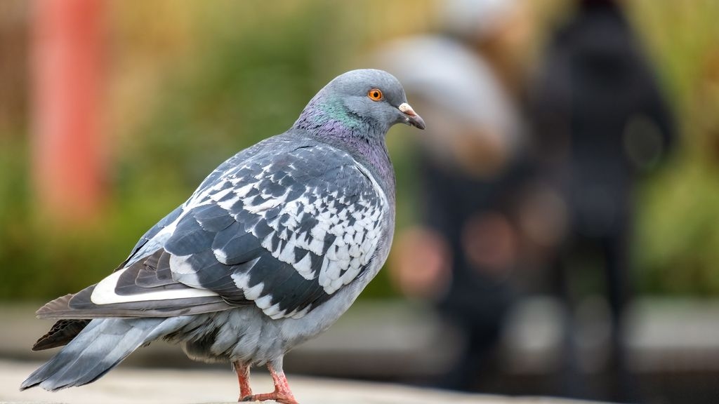 Urban Pigeon