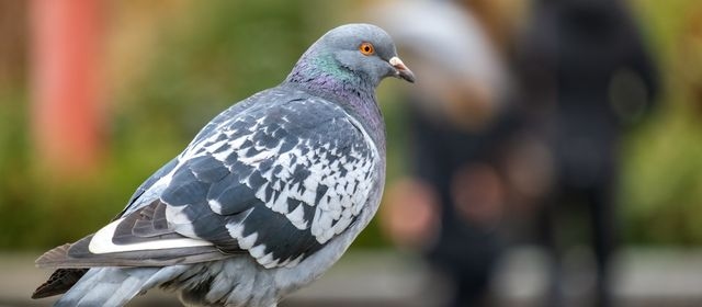 Urban Pigeon