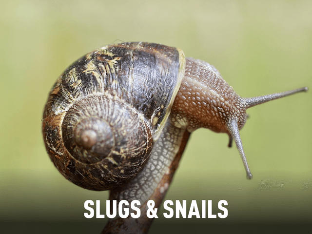 Slugs & Snails (& Title)