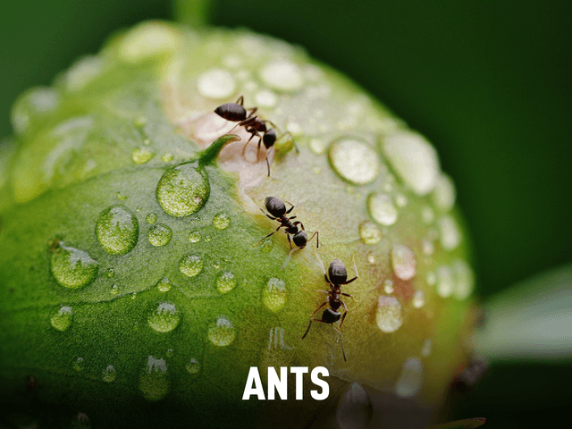 Ants (With Title)