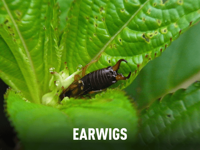 Earwigs (With Title)