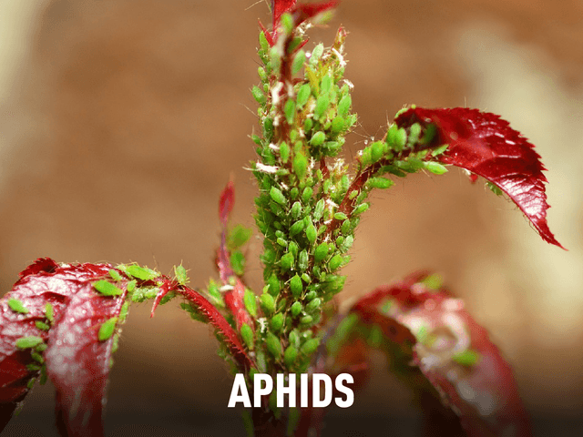 Aphids (With Title)