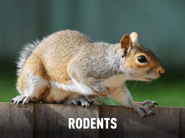 Rodents (With Title)