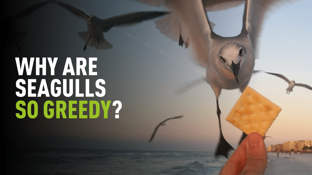 Image of a seagull taking a cracker out of a person's hand with overlaying text which reads "Why are seagulls so greedy?"