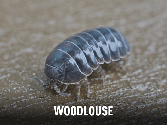 Woodlouse