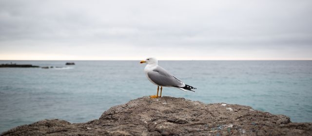 A photograph of a young seagull sitting upon a large stone.