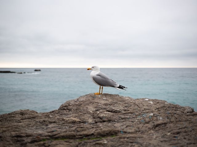 A photograph of a young seagull sitting upon a large stone.