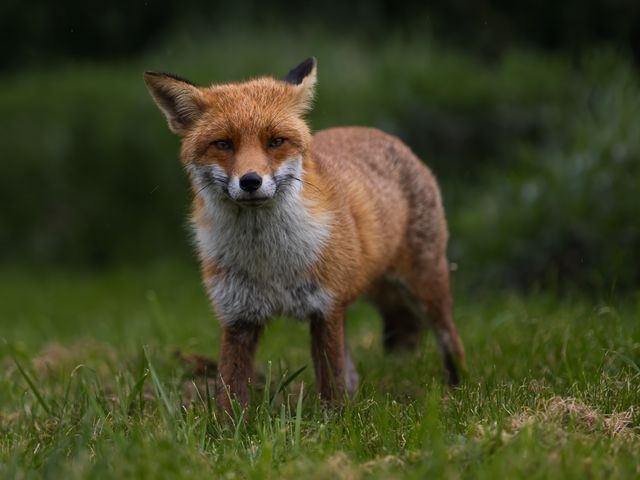 Fox on grass
