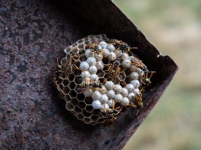 Wasp Nest