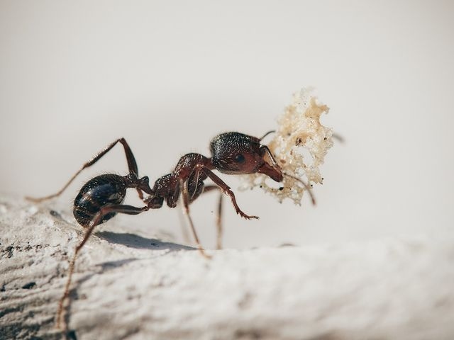 Ant