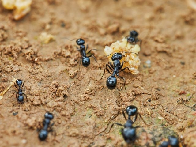 Ants