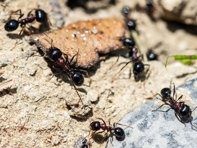 close up image of worker ants 