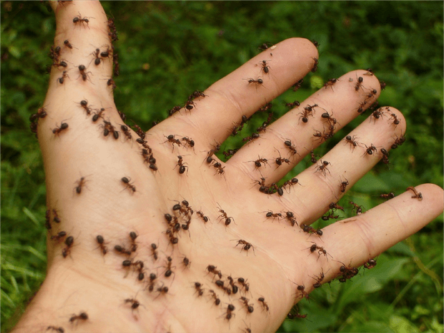 AntsOnHand