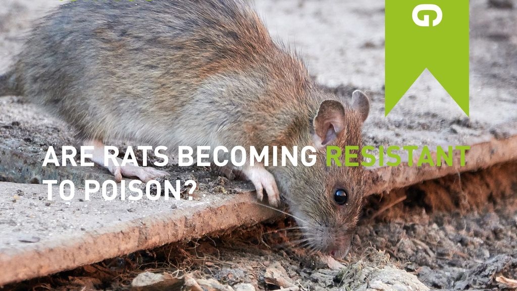 Are Rats Becoming Resistant to Poison?
