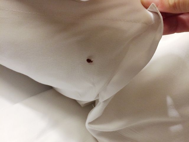 Bed bug on a white bed sheet