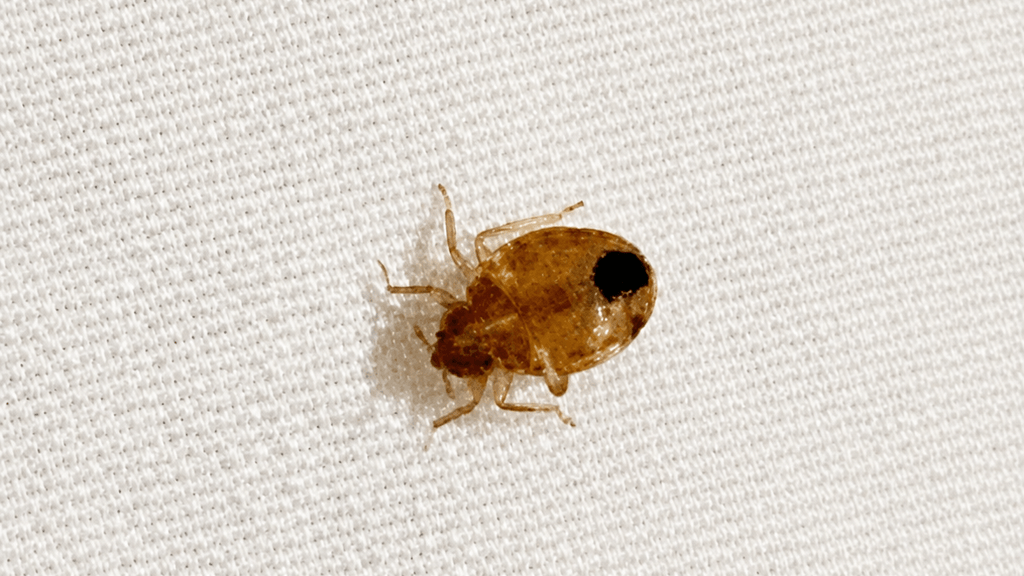 Photograph of a bed bug on a white fabric background