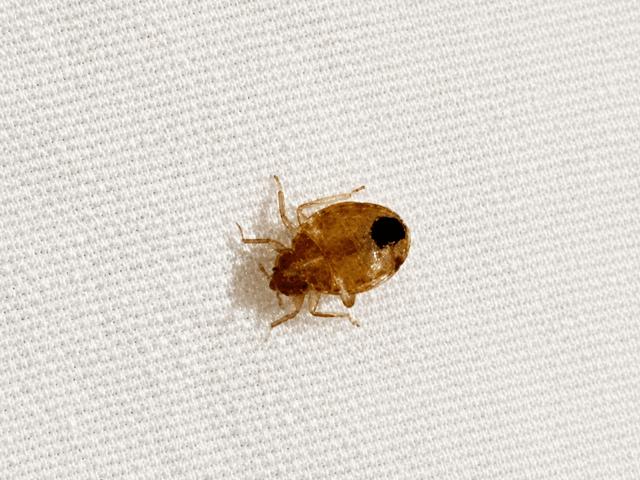 Photograph of a bed bug on a white fabric background