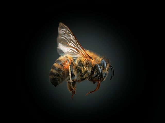 Bee against black background