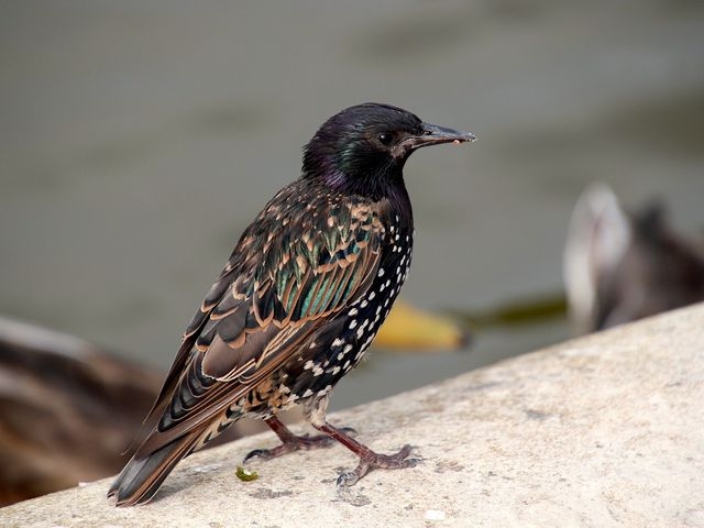 Starling