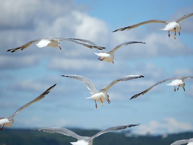 Gulls