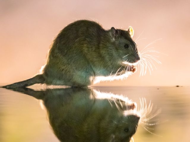 A rat with a reflection of itself on the surface beneath it