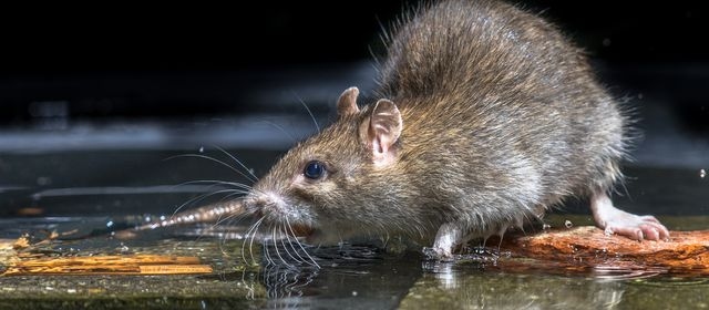 Close up image of a wild brown rat in water.