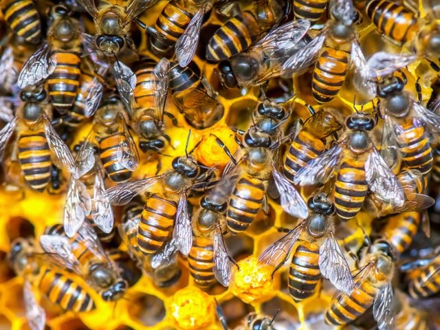 Bees on honeycomb