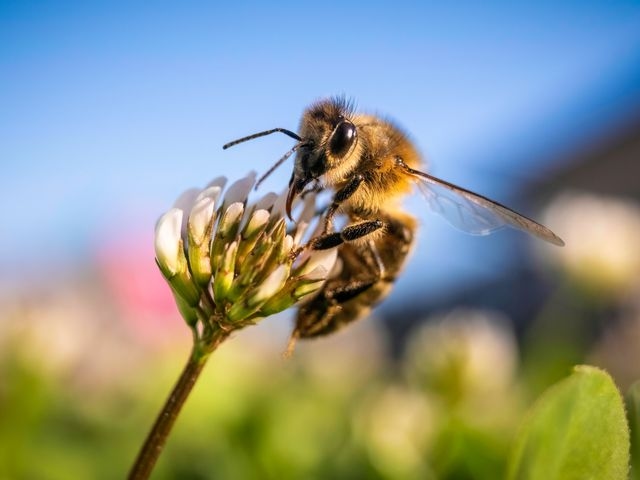 Bee on a flower