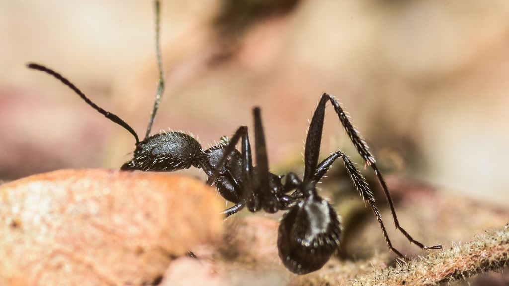 Black Ant on Ground