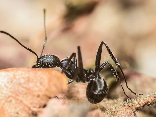 Black Ant on Ground