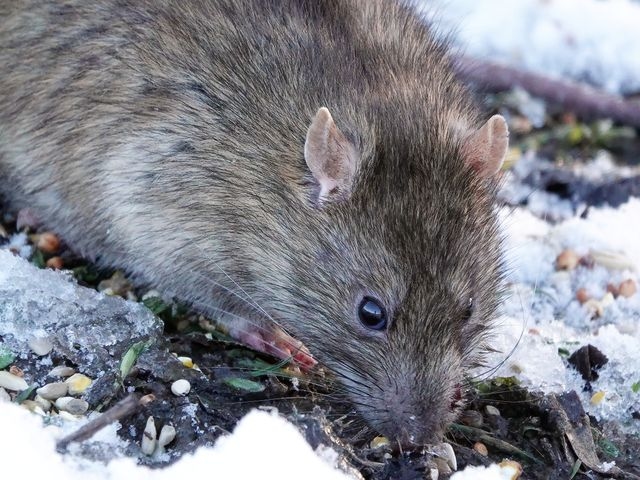 Close up of a rat in snow