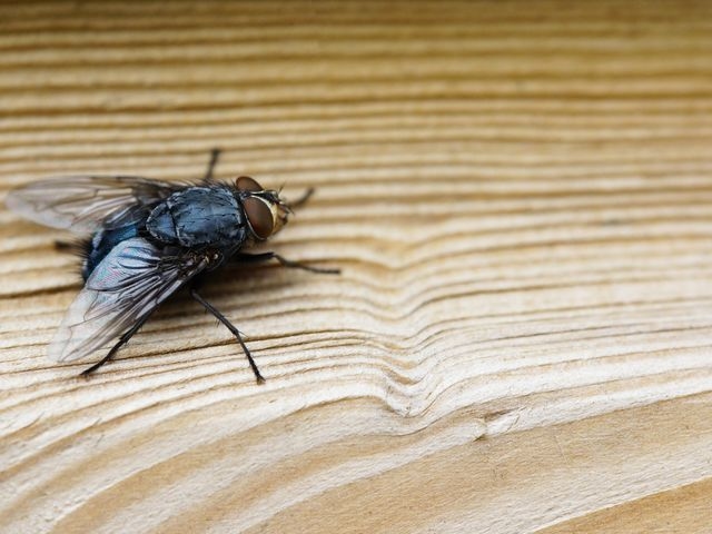 Fly on Wood