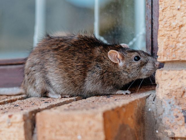 Close up image of a grey rat sat on a brick ledge.