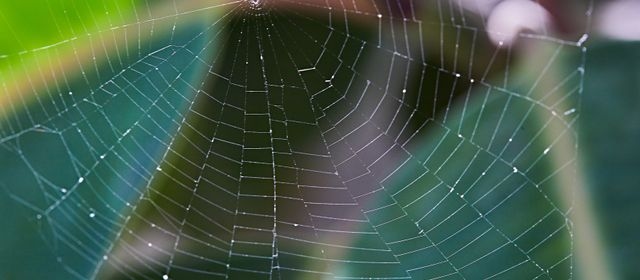 Spider Web