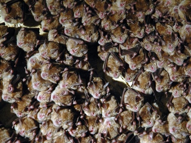 Colony of bats