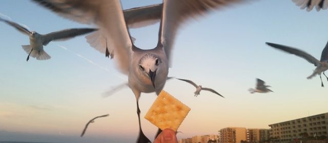 Seagull taking a cracker out of an outstretched hand.