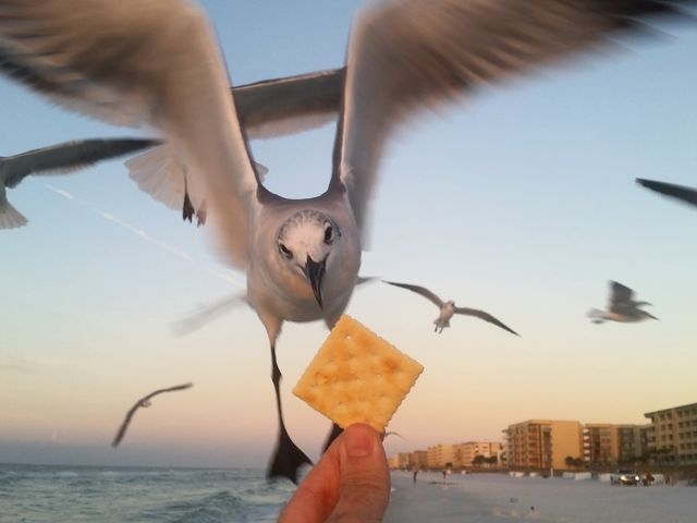 Seagull taking a cracker out of an outstretched hand.