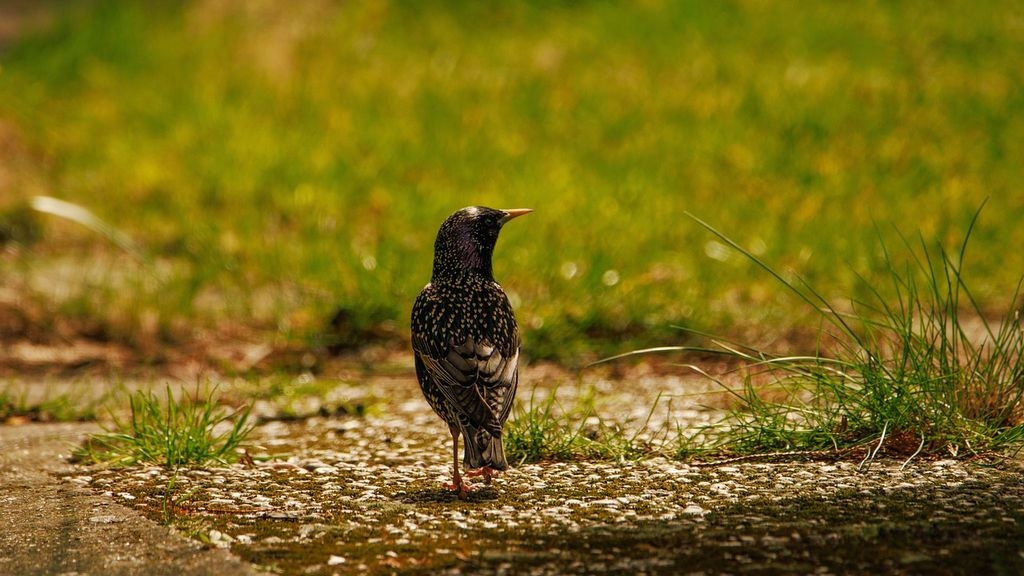 Starling