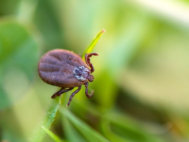 image of a Tick clinging onto a blade of grass