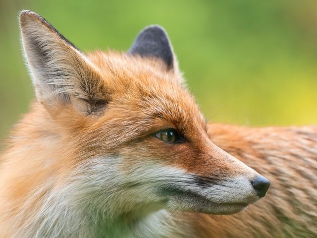 Fox closeup