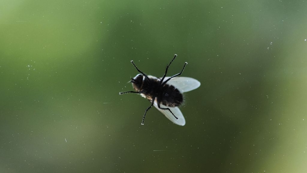 Fly on Window