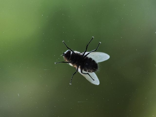 Fly on Window