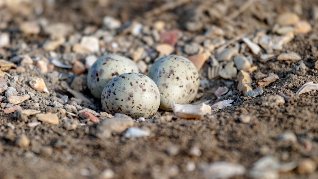 Ground Nesting