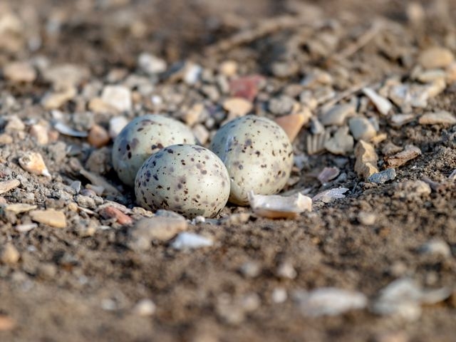 Ground Nesting