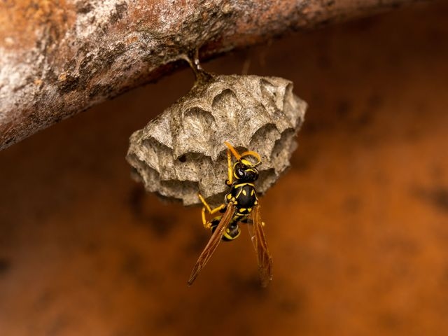 Wasp in Nest
