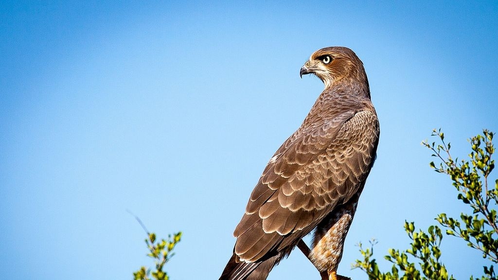 Falcon