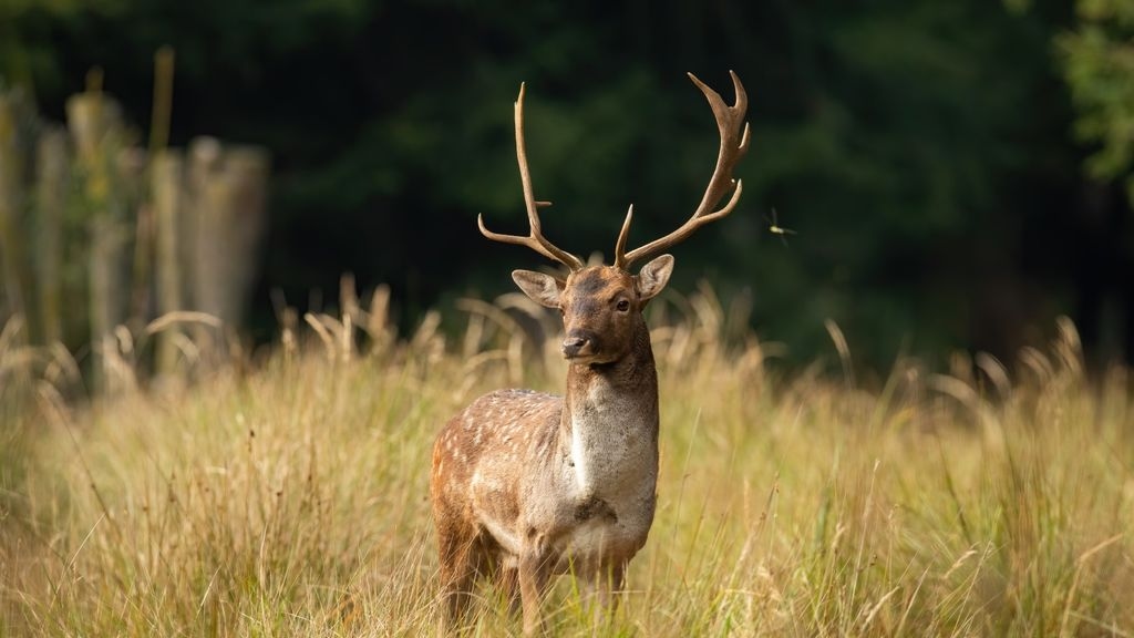 A fallow deer buck in a meadow