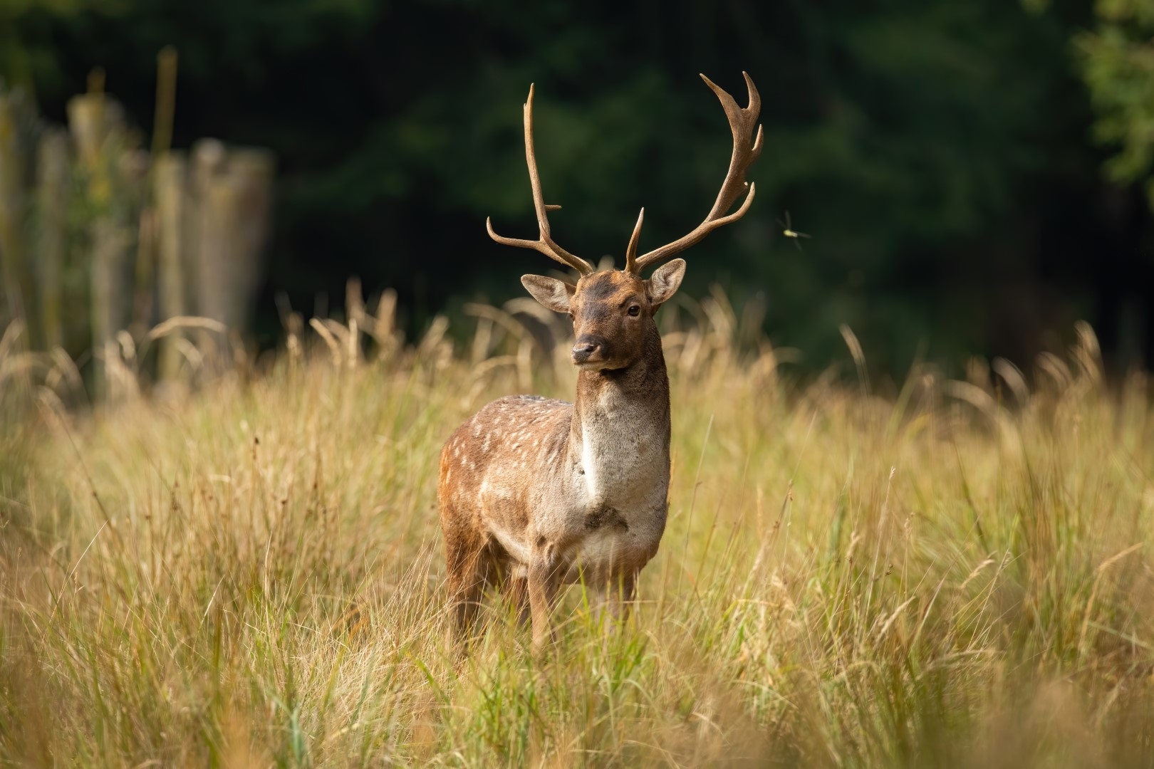 A fallow deer buck in a meadow