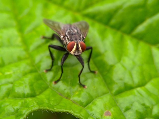 Housefly