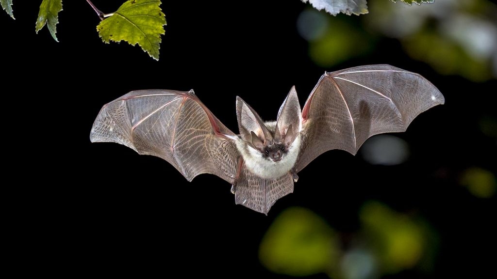 flying-grey-long-eared-bat-in-forest-2023-11-27-05-12-26-utc.jpg